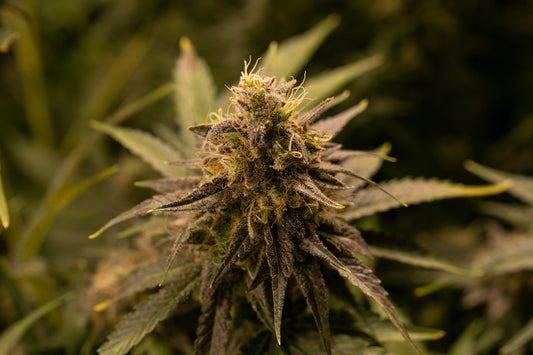 Exploring Terpenes: The Secret Behind the Aroma and Flavor of Cannabis