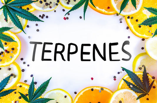 Discovering the Benefits of Terpenes in Legal Hemp and Cannabis Products