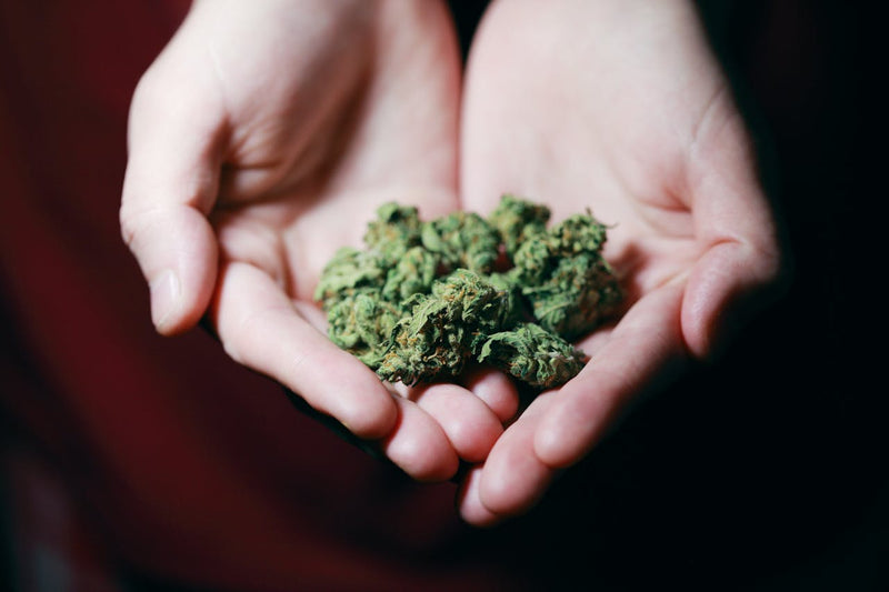 A Comprehensive Guide to Hemp and Cannabis Edibles: Understanding the Basics, Benefits, and Choosing the Right Product