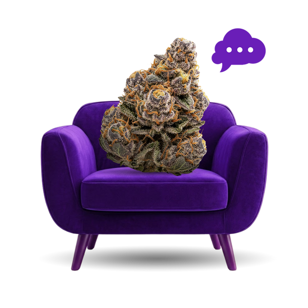Couch Not Coma