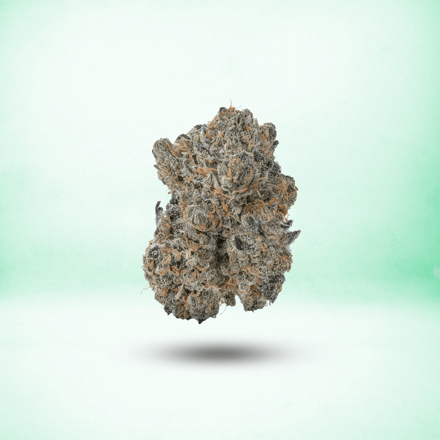 TOP SHELF THCA FLOWER • HYBRID • GOVERNMINT OASIS